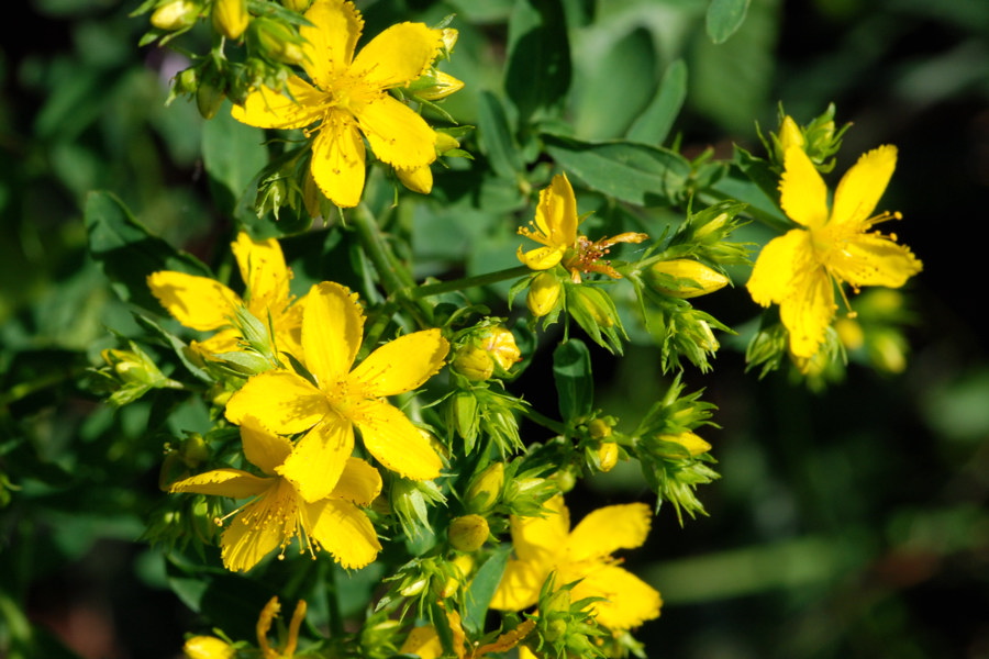 La flora della riserva naturale 